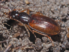 Oxypselaphus obscurus