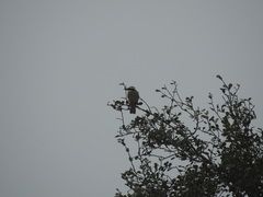 Pitangus sulphuratus