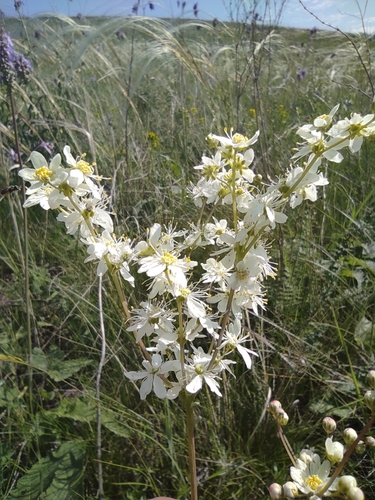 Dropwort (Filipendula vulgaris)