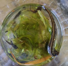 Hirudo medicinalis