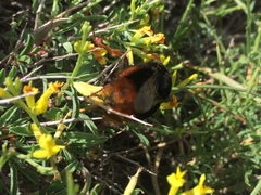 Bombus xanthopus