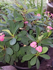 Euphorbia milii