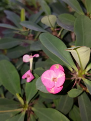 Euphorbia milii