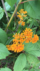 Asclepias tuberosa