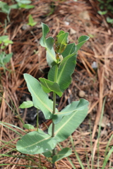 Asclepias elata