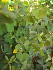 Oxalis corniculata