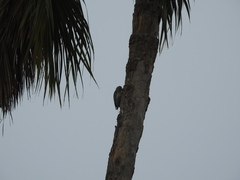 Melanerpes aurifrons