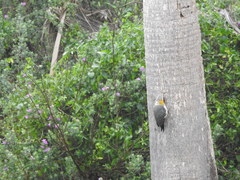 Melanerpes aurifrons