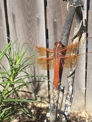 Libellula saturata