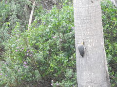 Melanerpes aurifrons