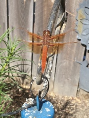 Libellula saturata