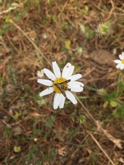 Pyropteron meriaeformis