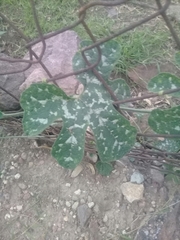 Cucurbita pedatifolia