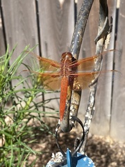 Libellula saturata