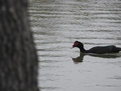 Cairina moschata domestica