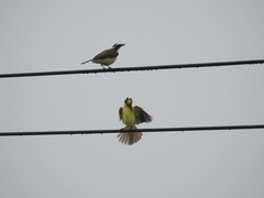 Pitangus sulphuratus