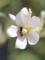 Macrotera latior