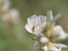 Macrotera latior