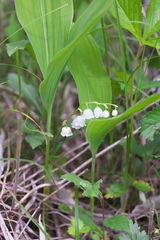 Convallaria keiskei