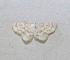 Idaea obfusaria
