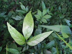 Ohwia caudata