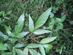 Ohwia caudata
