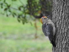 Melanerpes aurifrons