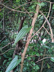 Dioscorea japonica