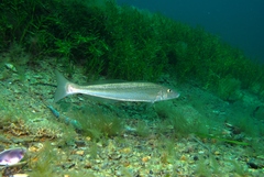 Sillaginodes punctatus