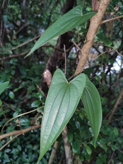 Dioscorea japonica