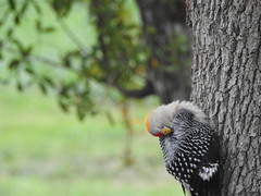 Melanerpes aurifrons