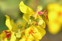 Meliscaeva auricollis