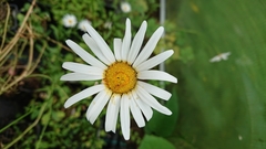 Leucanthemum × pawlowskii