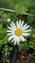 Leucanthemum × pawlowskii