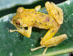 Pristimantis pteridophilus