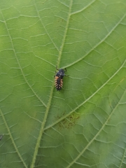 Harmonia axyridis