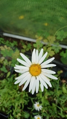 Leucanthemum × pawlowskii