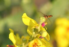 Meliscaeva auricollis