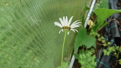 Leucanthemum × pawlowskii