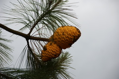 Cronartium conigenum