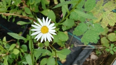 Leucanthemum × pawlowskii