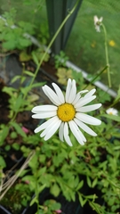 Leucanthemum × pawlowskii