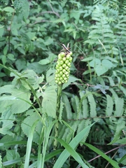 Amorphophallus kiusianus