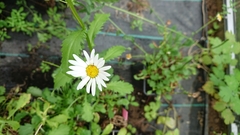 Leucanthemum × pawlowskii