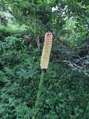 Amorphophallus kiusianus