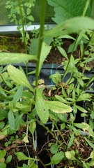Leucanthemum × pawlowskii