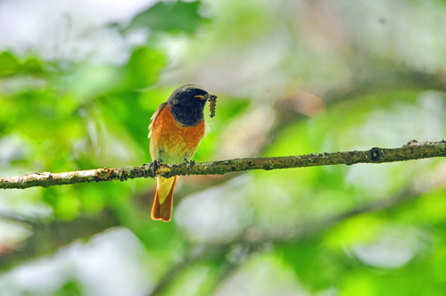 Colirrojo real (Phoenicurus phoenicurus)