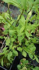 Leucanthemum × pawlowskii