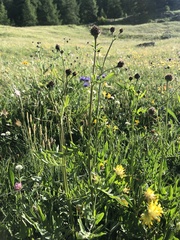 Centaurea scabiosa scabiosa