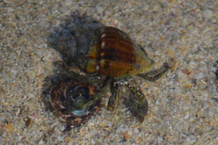 Diogenes brevirostris